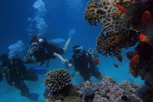 Diving in red sea hurghada